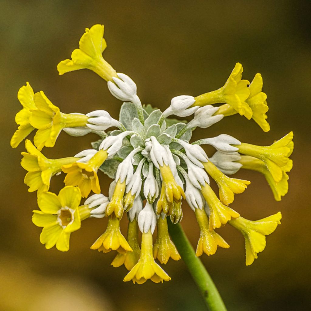 Primula florindae - Tibetische Schlüsselblume