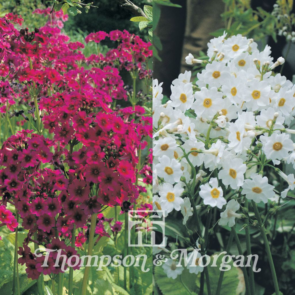 Primula japonica Mixed (Samen) - Etagen-Primel