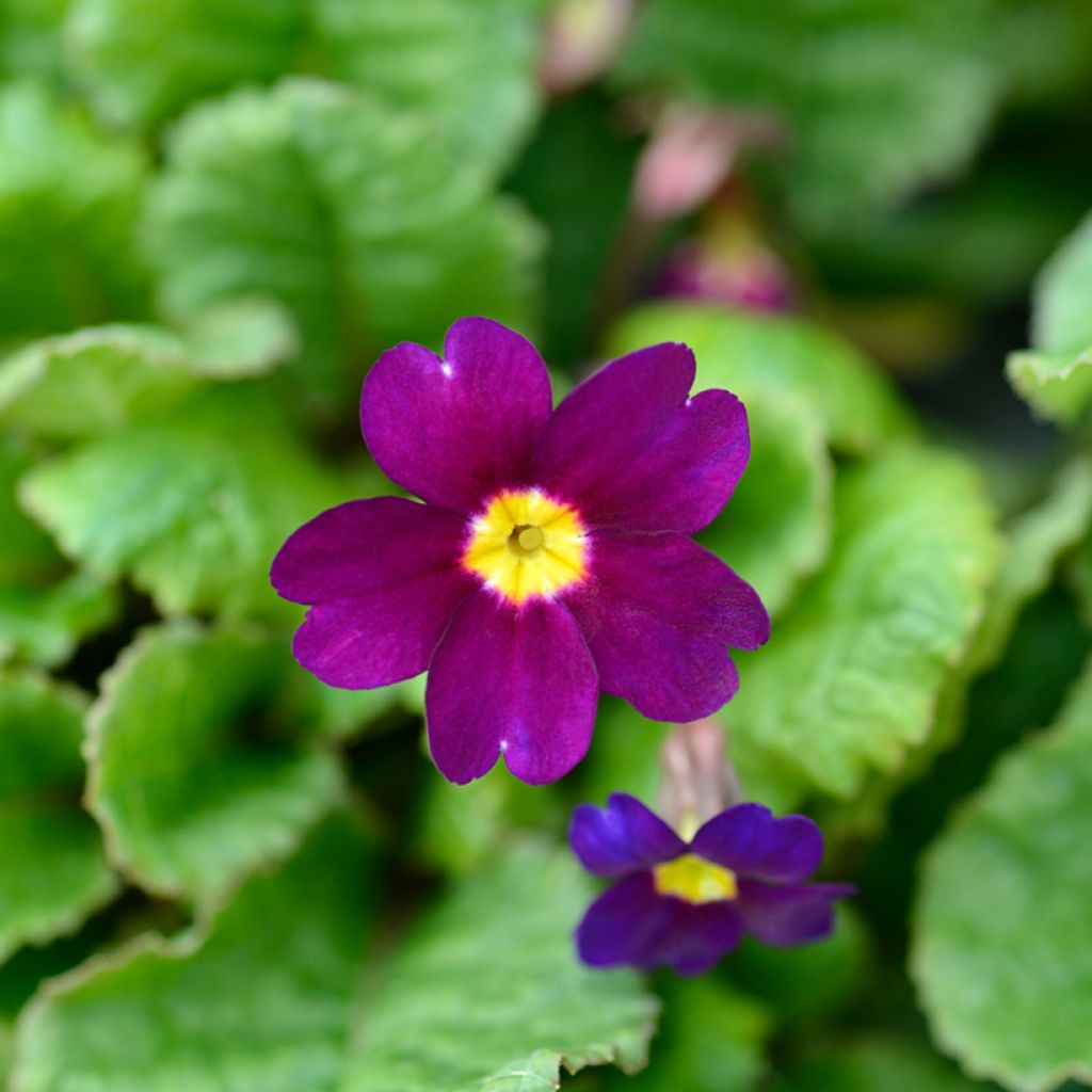 Primula juliae Wanda - Primel