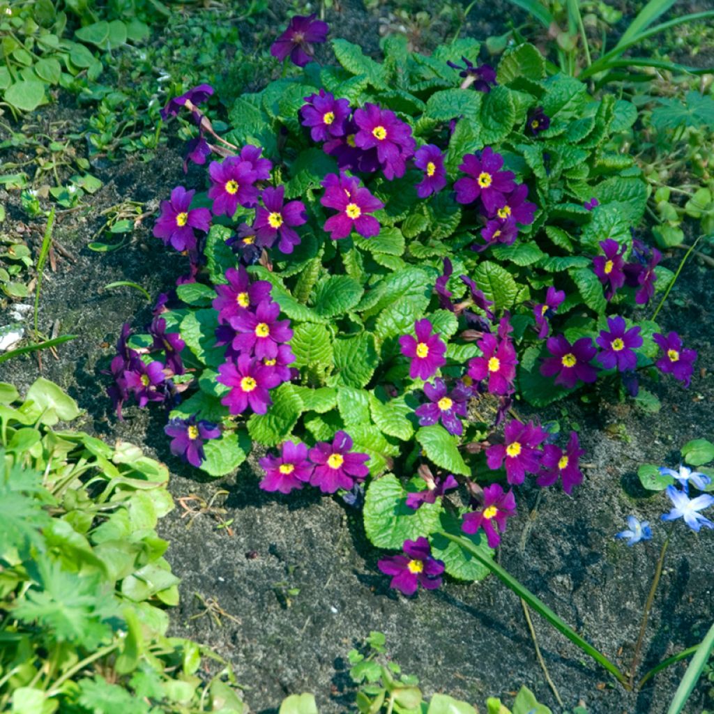 Primula juliae Wanda - Primel