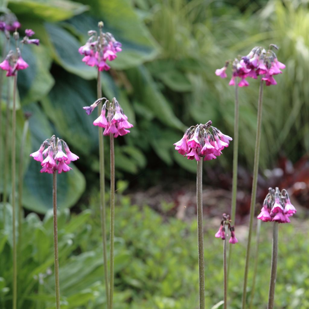 Primula secundiflora - Primel