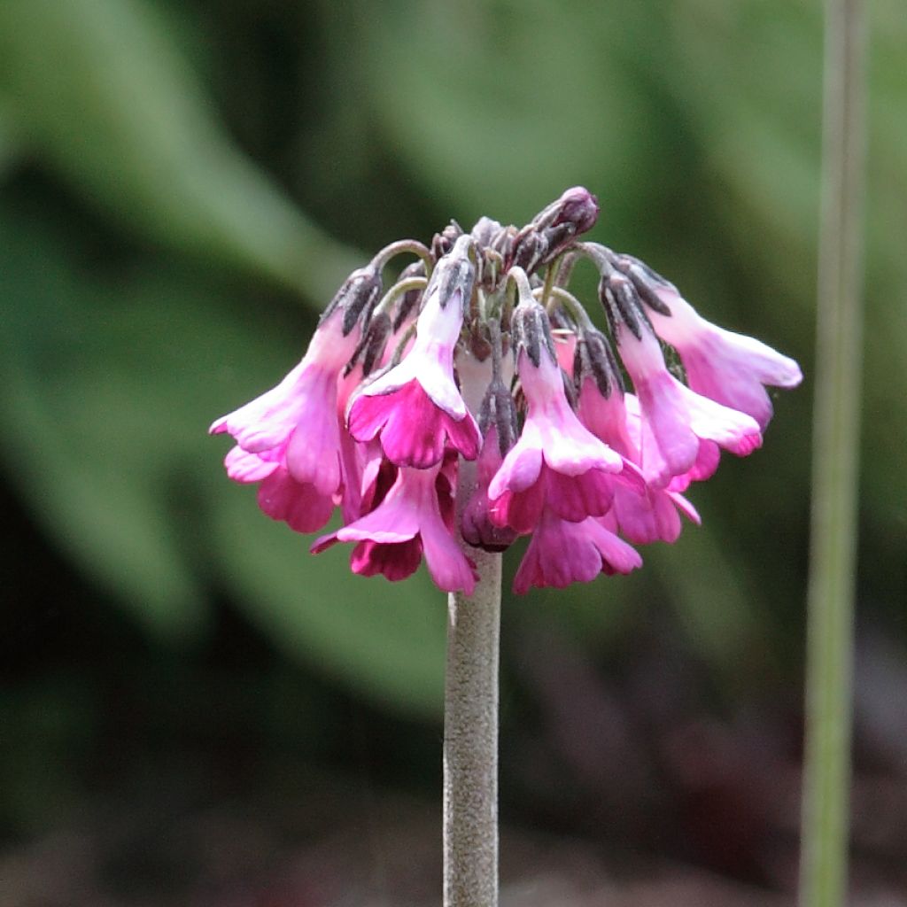 Primula secundiflora - Primel