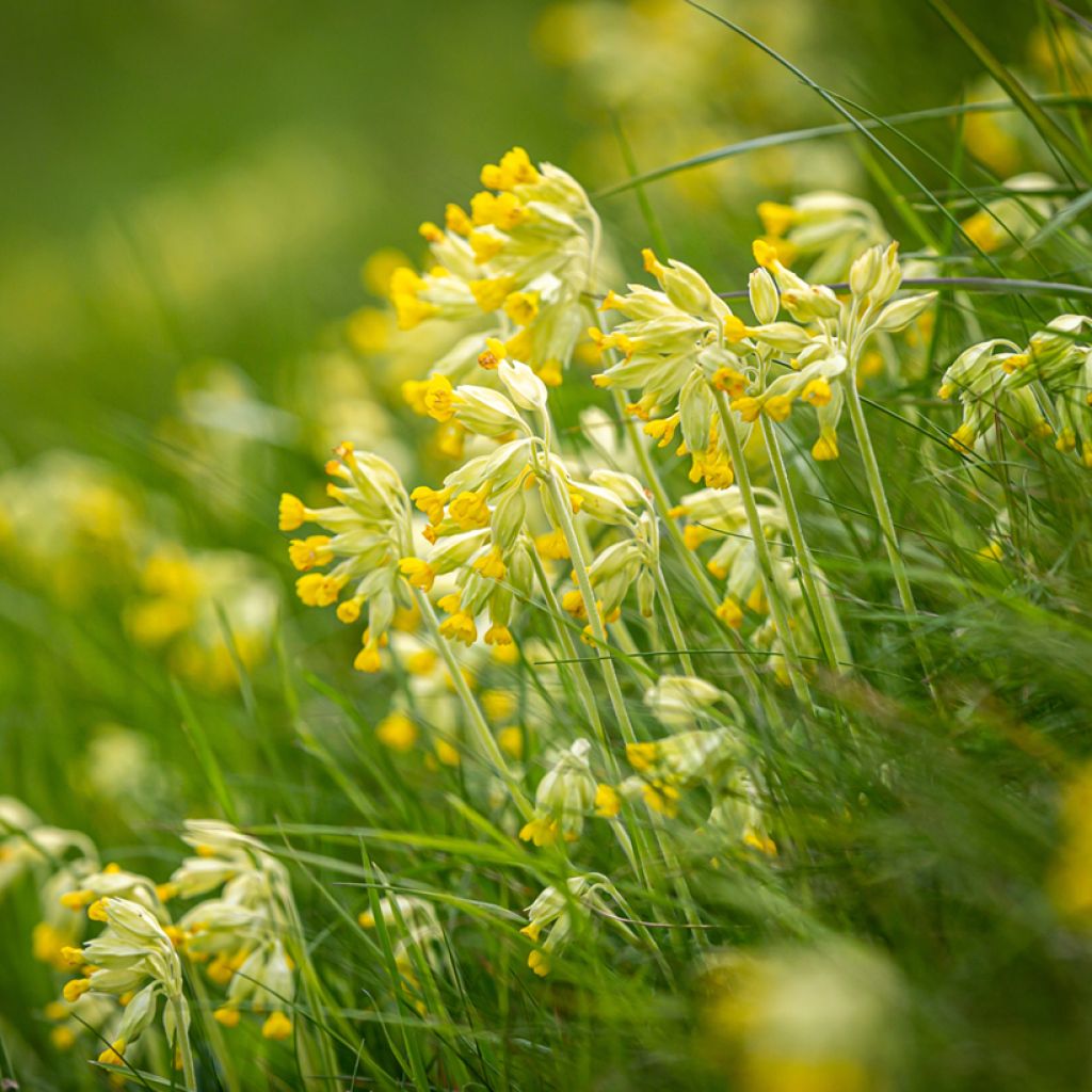 Primula veris - Primevère officinale, Coucou