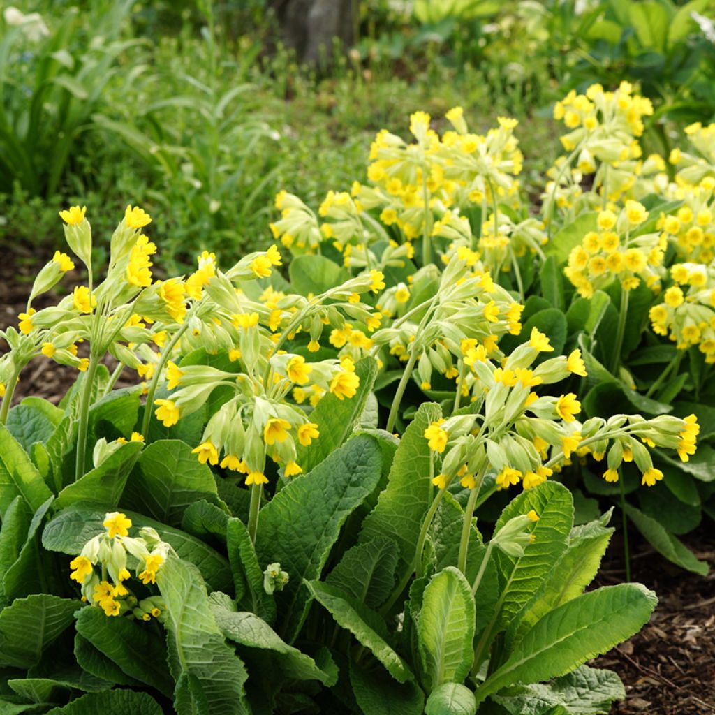 Primula veris - Primel