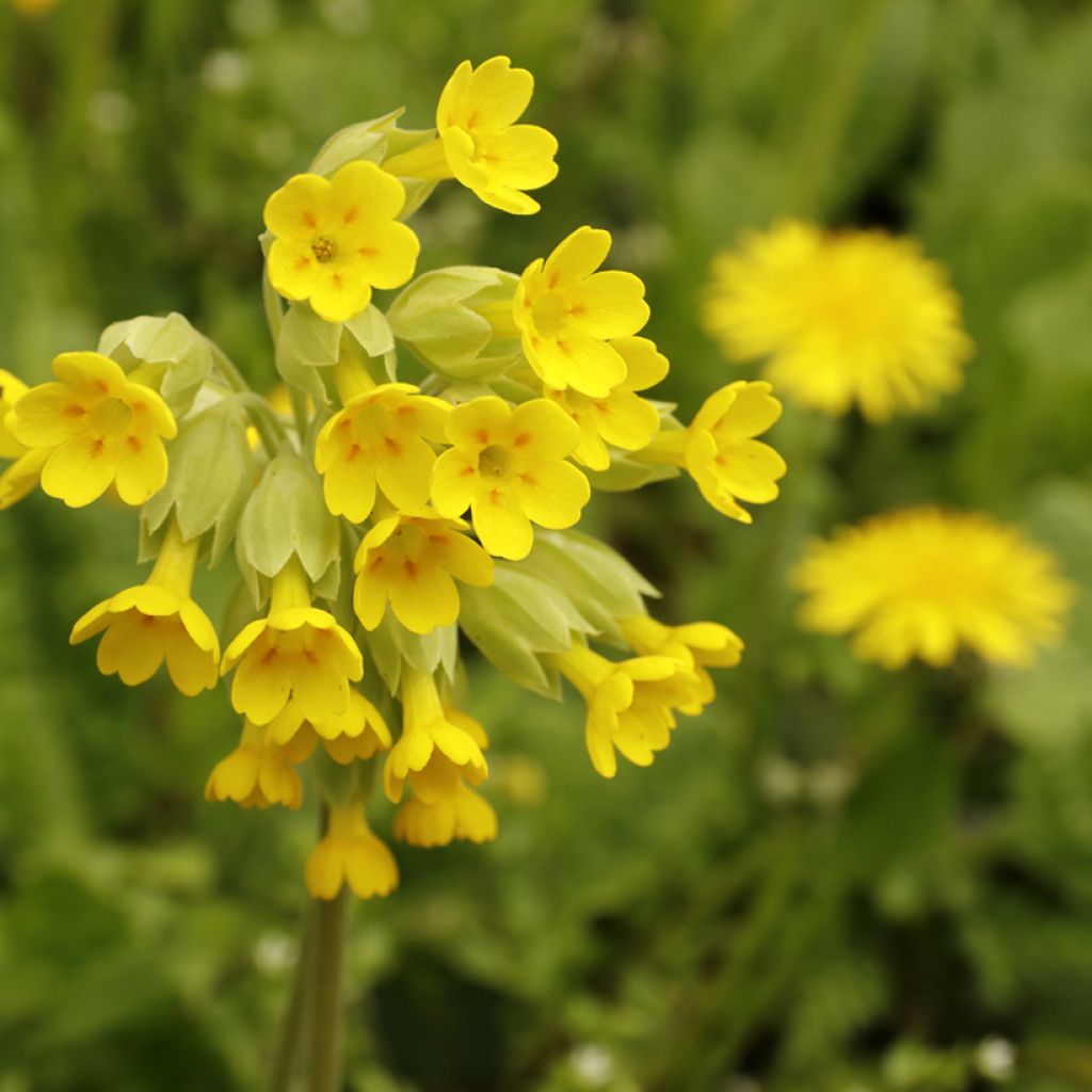 Primula veris - Primel