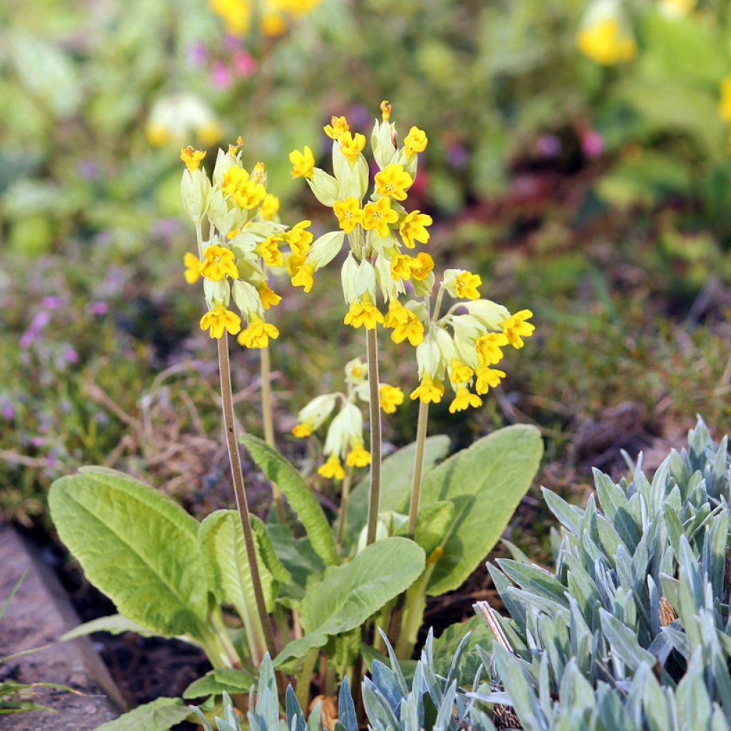 Primula veris - Primel