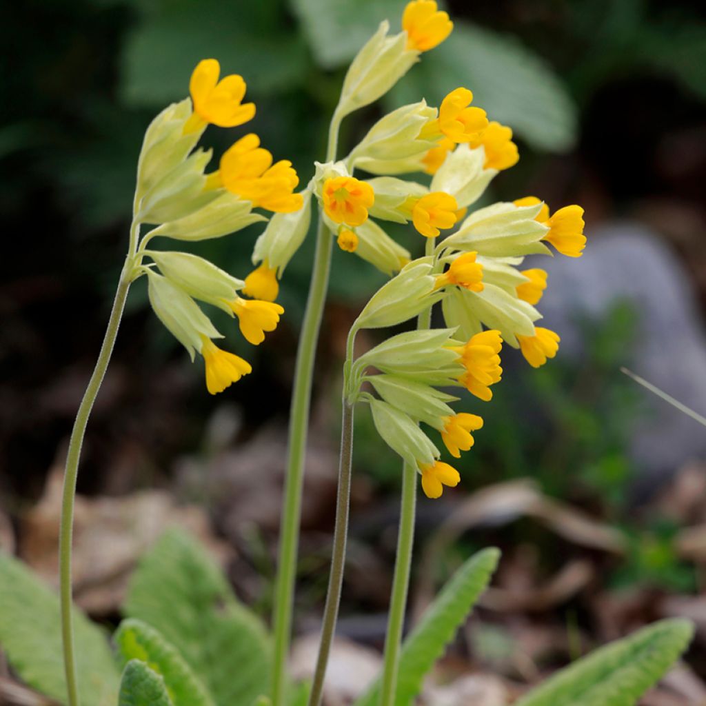 Primula veris - Primel