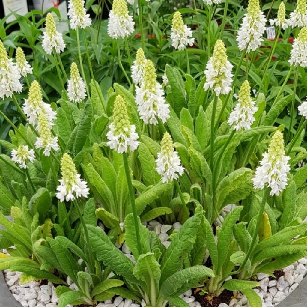 Primula vialii Alison Holland - Primel