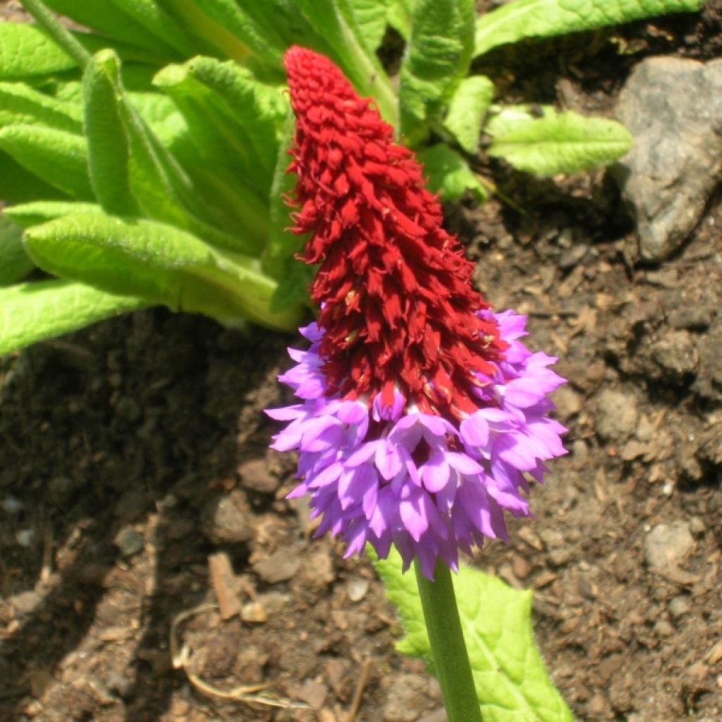 Primula vialii - Primel