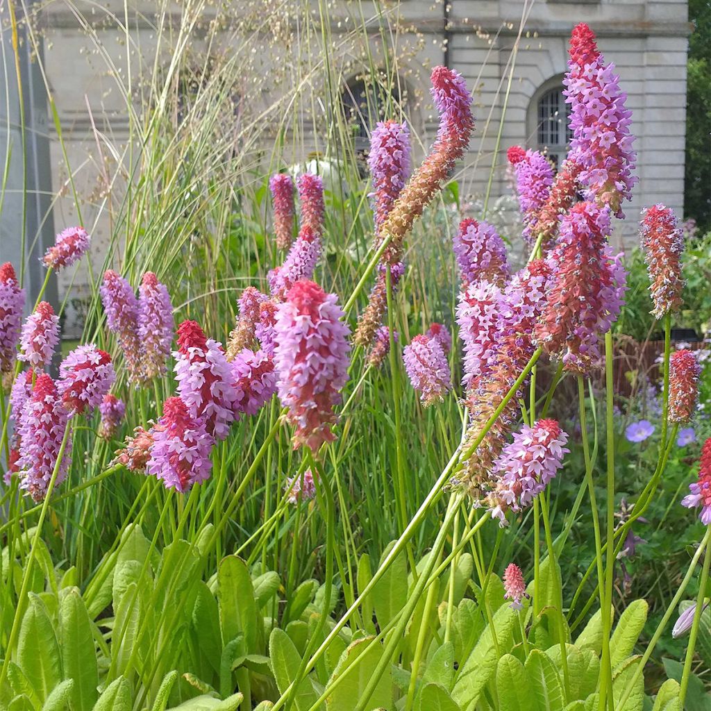 Primula vialii - Primel