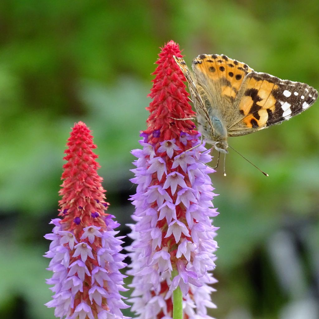 Primula vialii - Primel