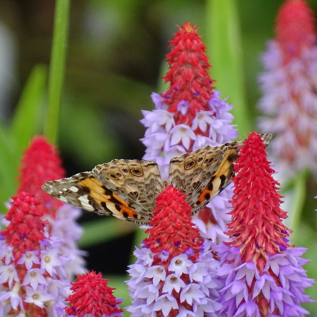 Primula vialii - Primel