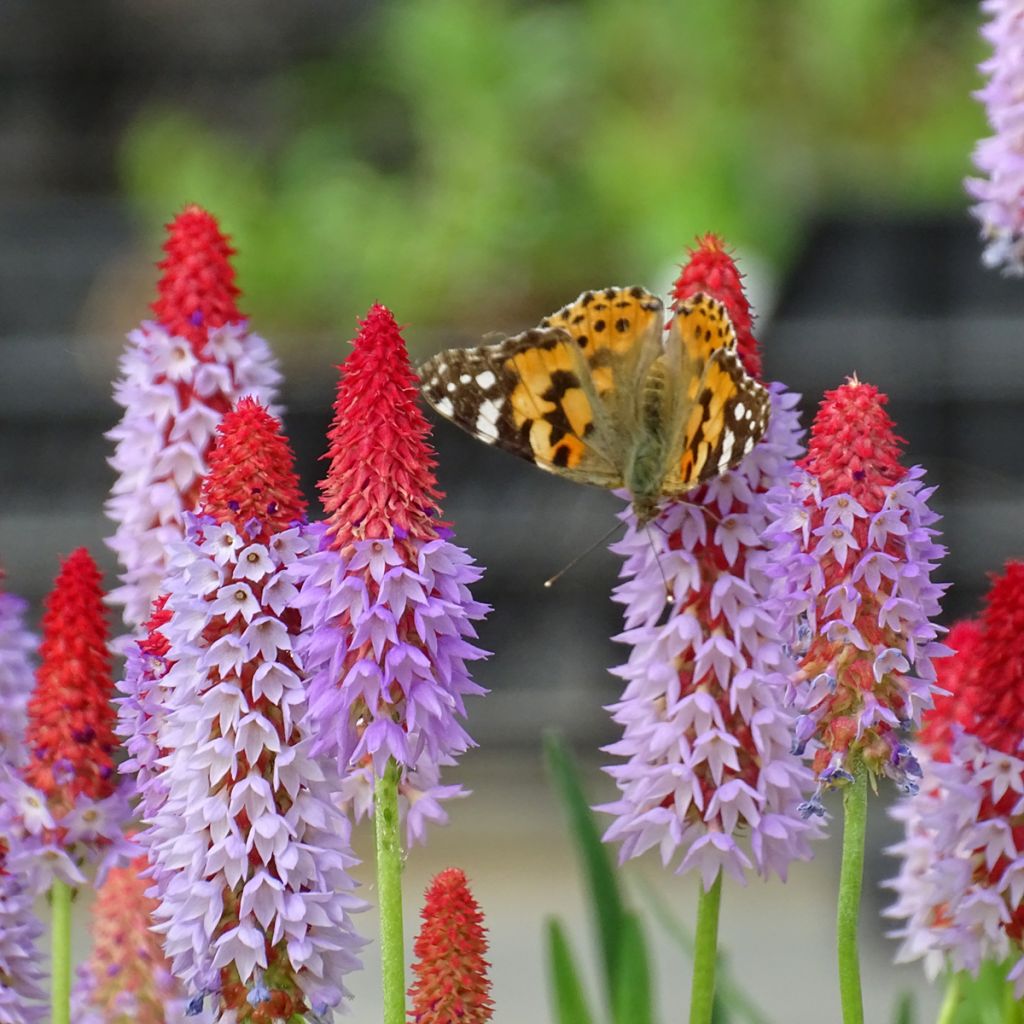 Primula vialii - Primel