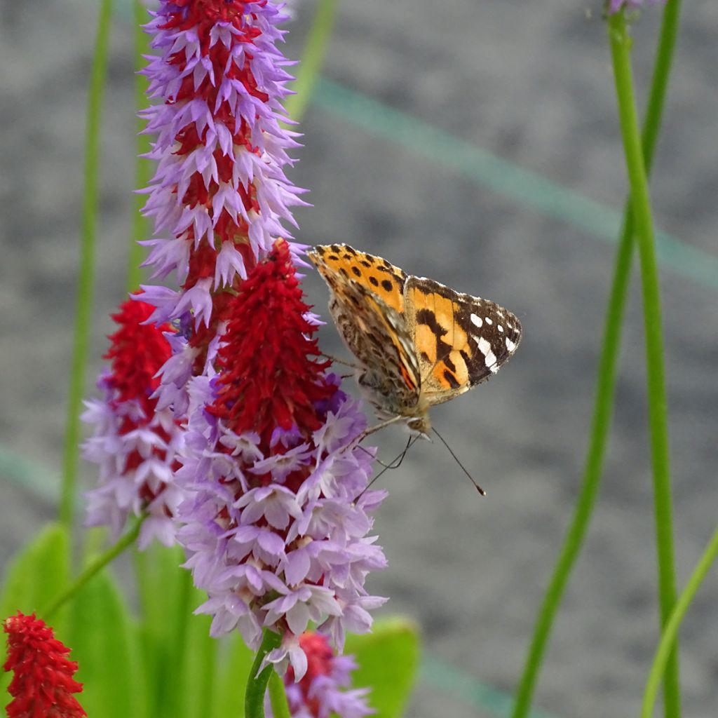 Primula vialii - Primel