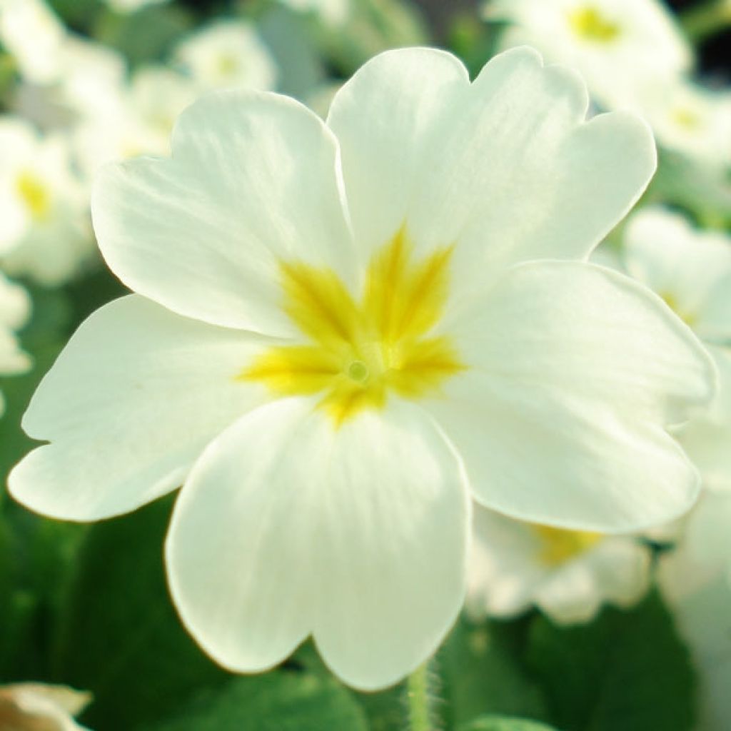 Gelbe Stängellose Schlüsselblume - Primula vulgaris