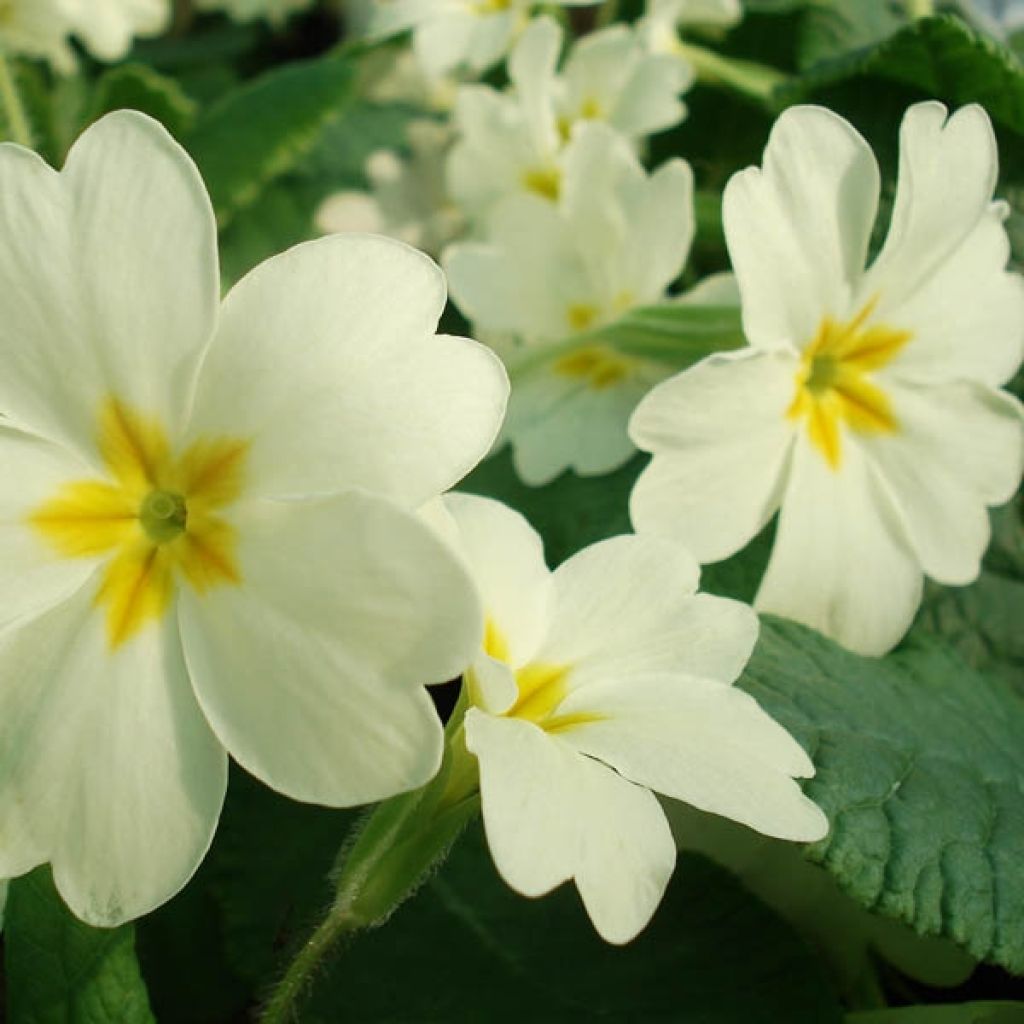 Gelbe Stängellose Schlüsselblume - Primula vulgaris