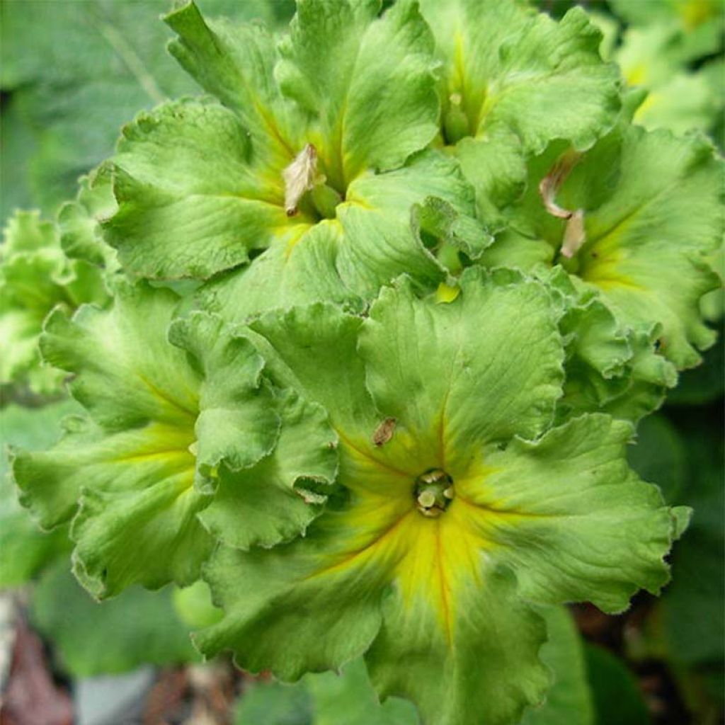 Primula vulgaris Francesca - Primevère des jardins