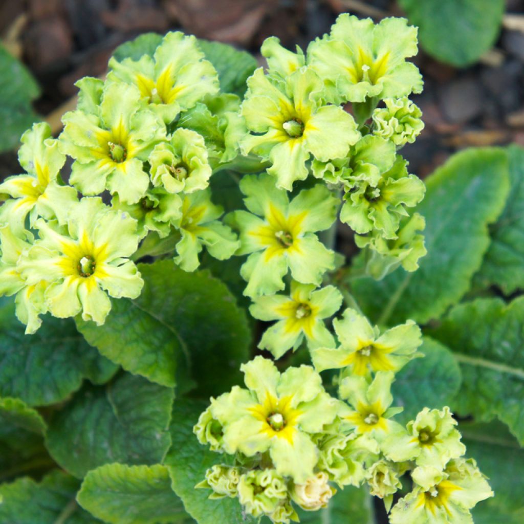 Primula Francesca - Kissenprimel