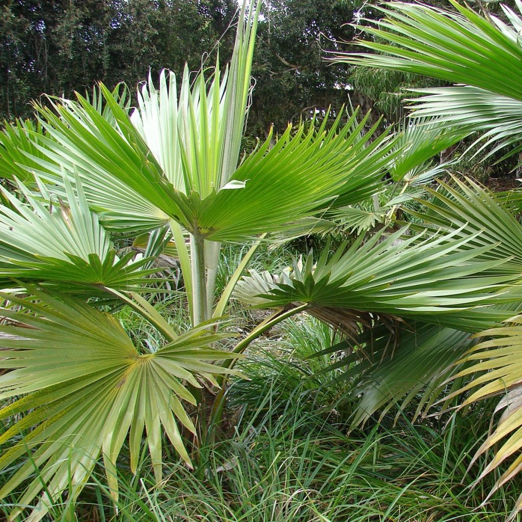 Pritchardia hillebrandii