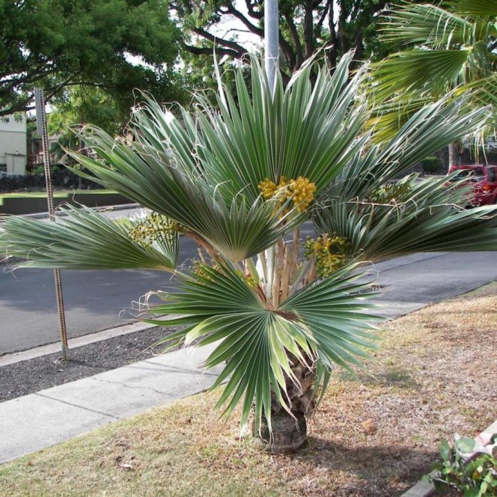 Pritchardia hillebrandii Blue Moon