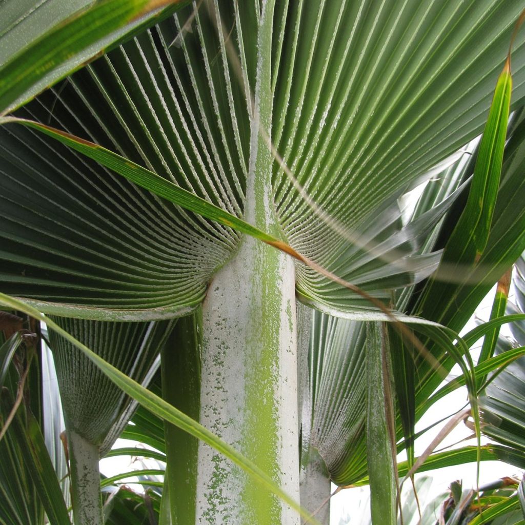 Pritchardia thurstonii - Palmier