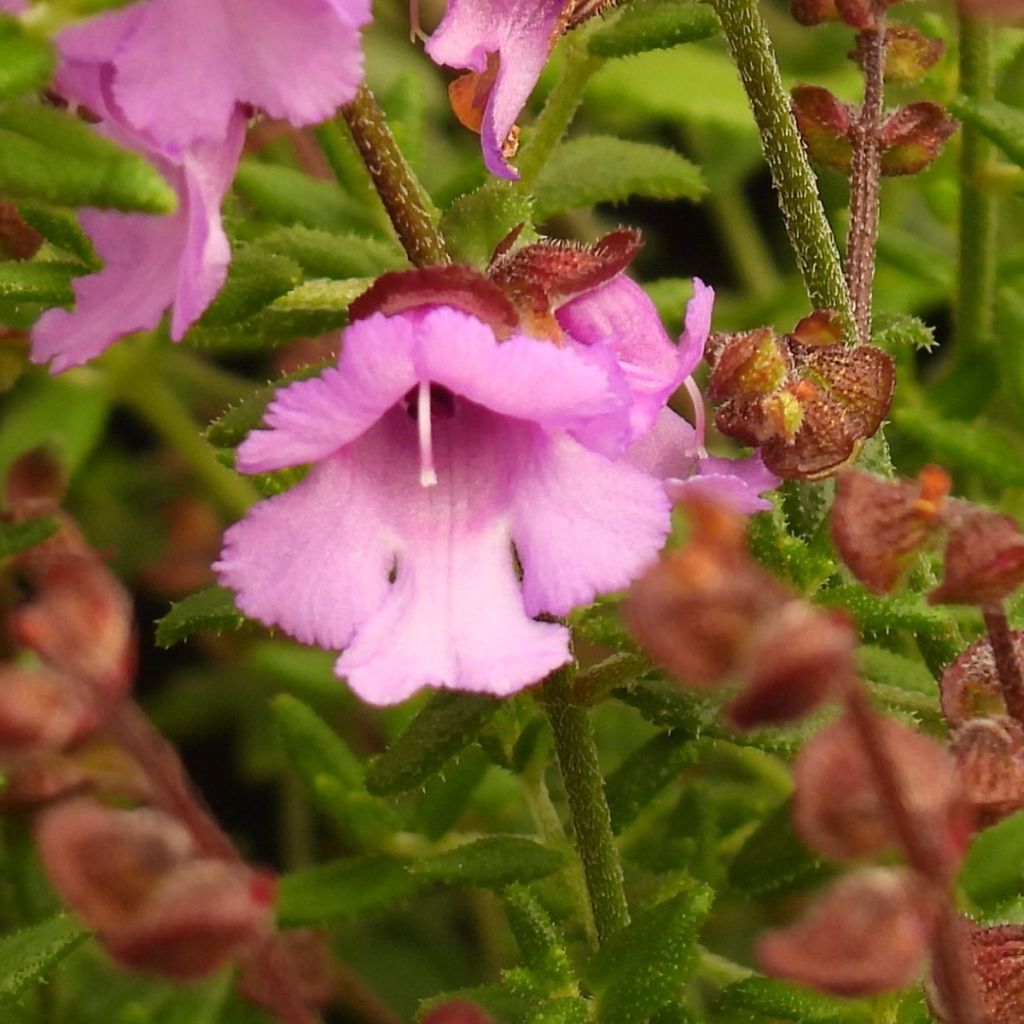 Prostanthera rotundifolia Rosetta - Minzbusch