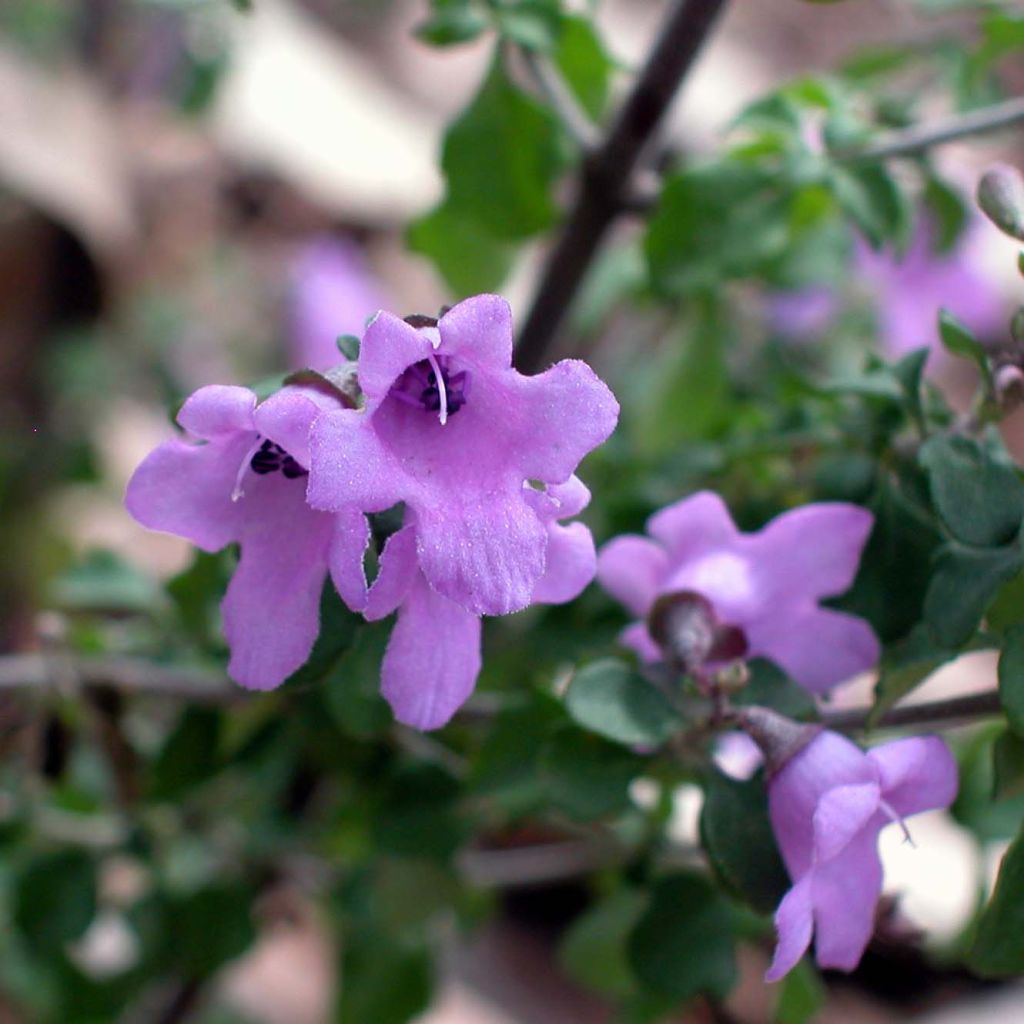 Prostanthera rotundifolia - Minzbusch