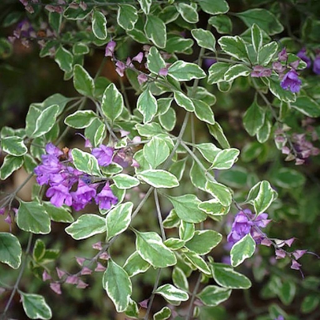 Prostanthera rotundifolia Variegata - Minzbusch