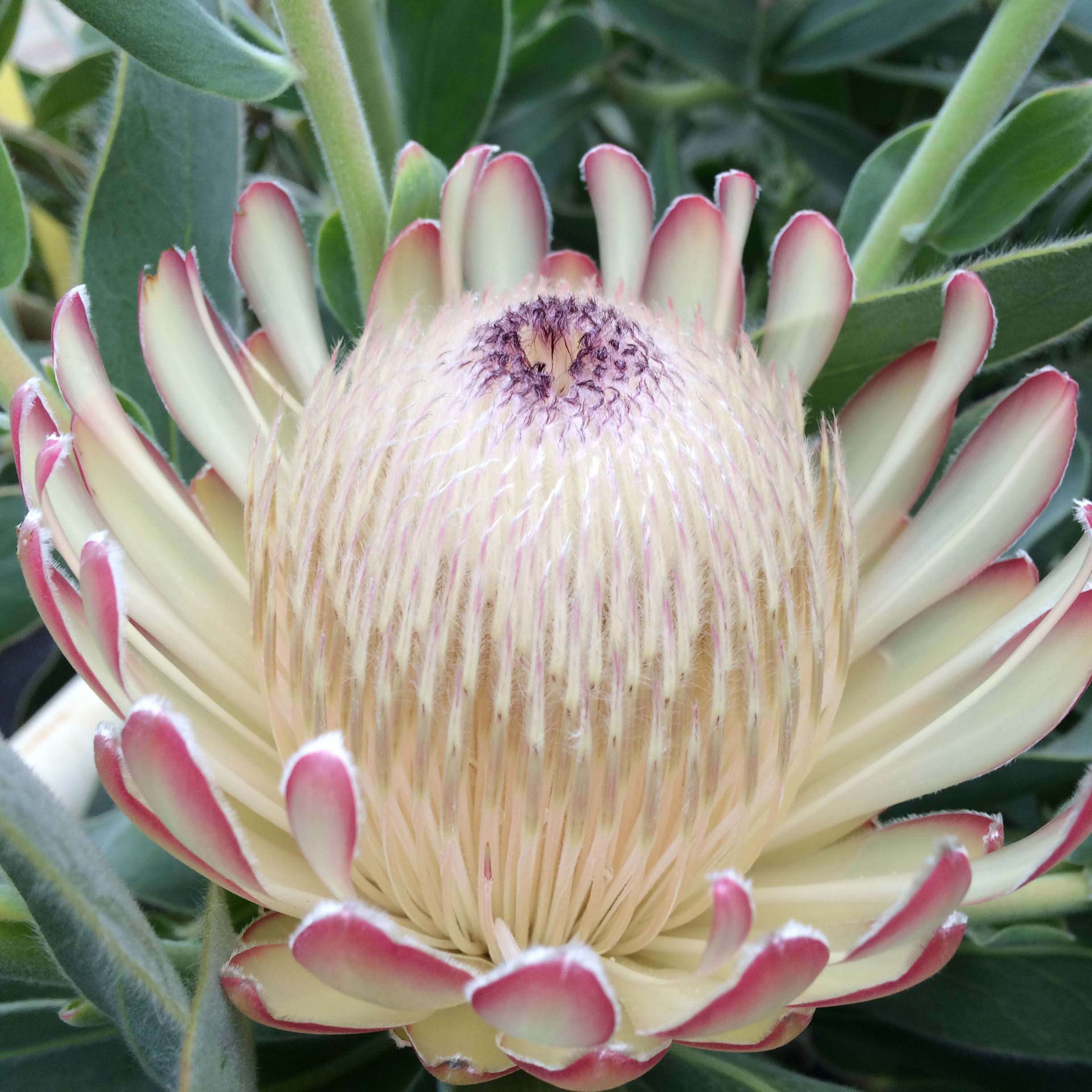 Protea Susara - Protée hybride