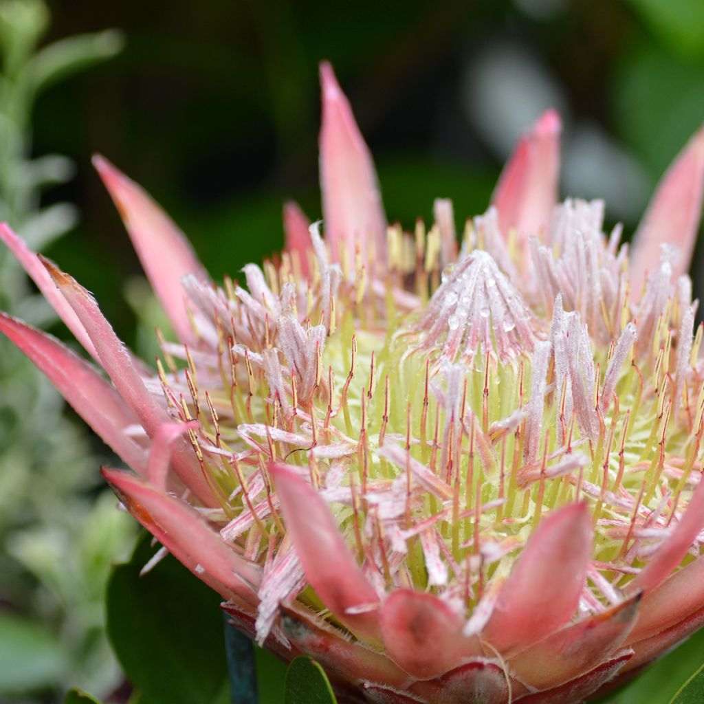 Protea cynaroides Little Prince