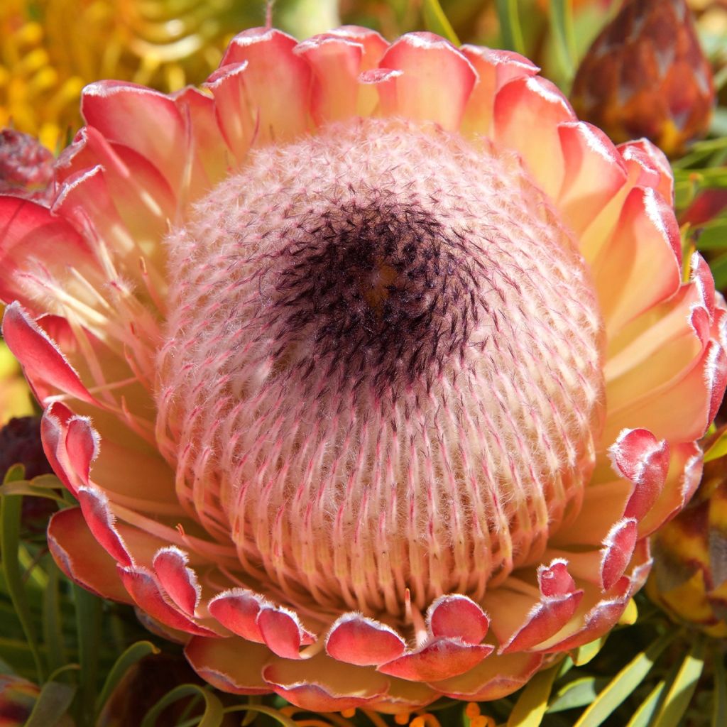 Protea magnifica - Protée magnifique, Reine Protée