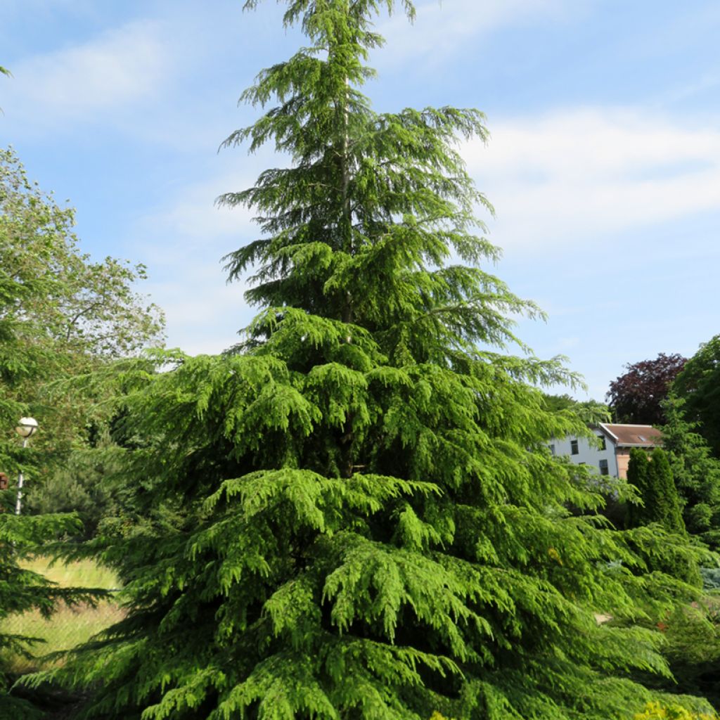 Tsuga heterophylla - Hemlockstanne