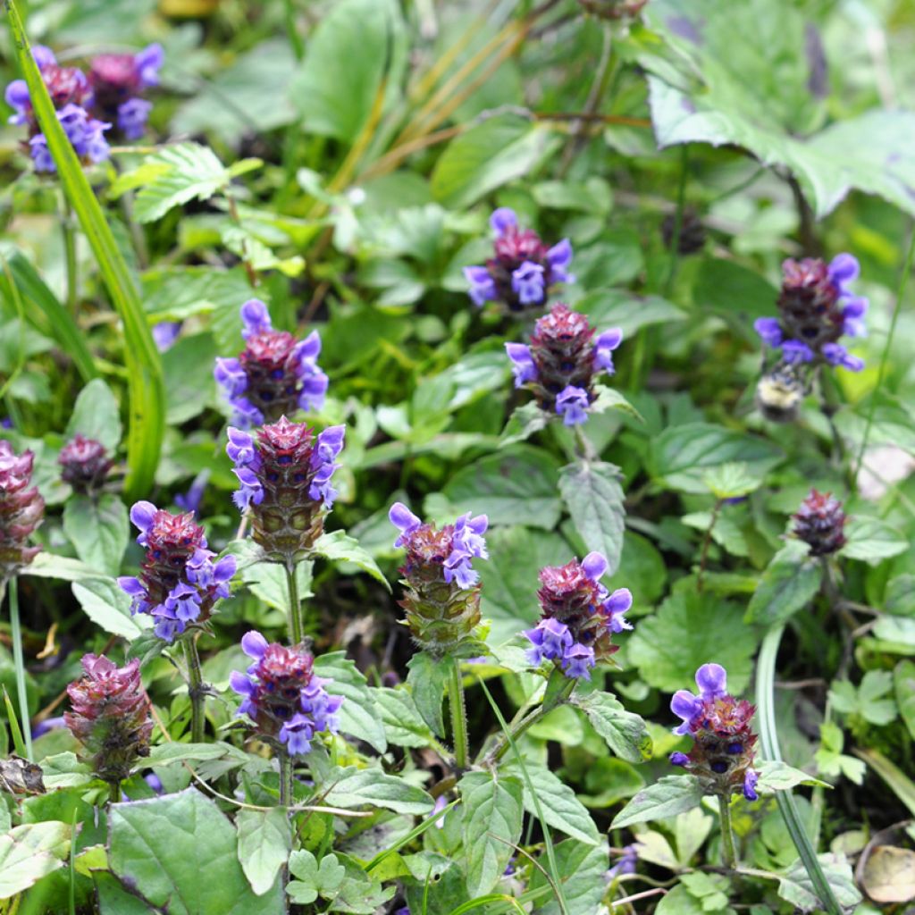 Prunella vulgaris - Brunelle commune