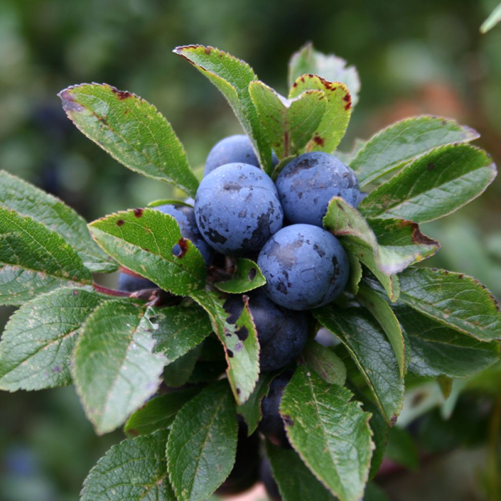 Schlehe - Prunus spinosa