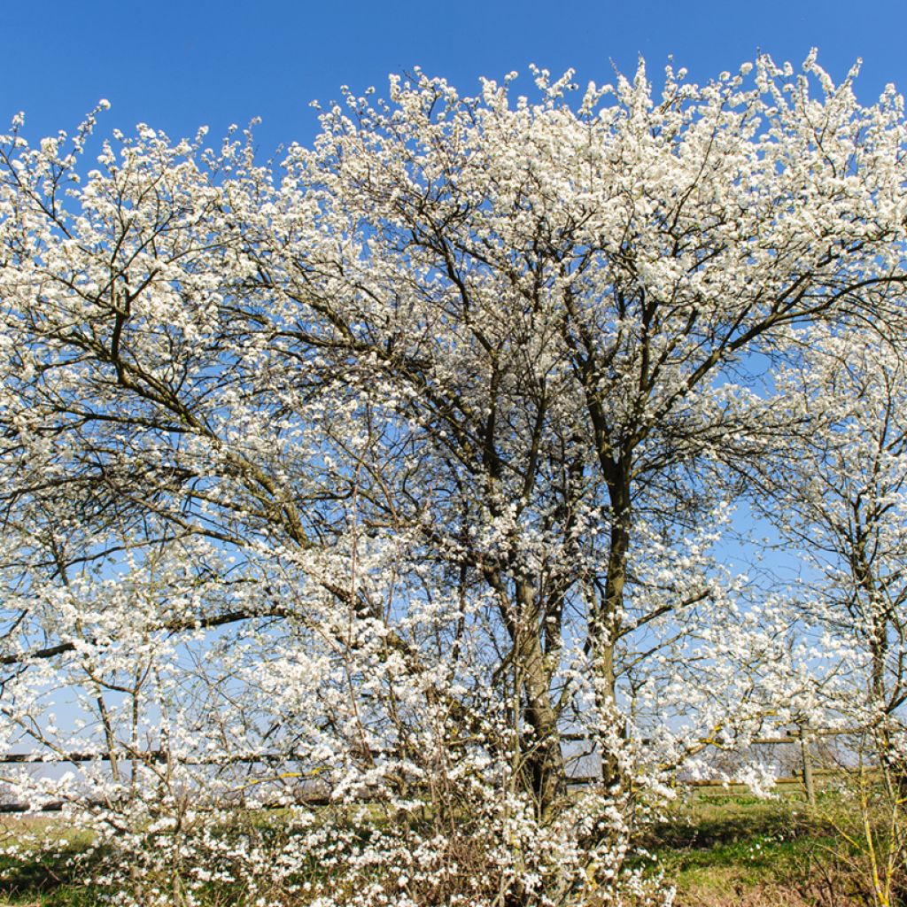 Schlehe - Prunus spinosa