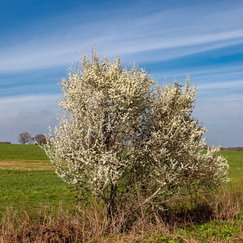 Schlehe - Prunus spinosa