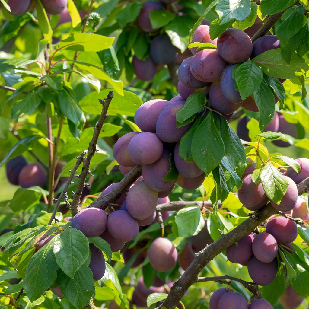 Zwetschge Altesse Simple - Prunus domestica