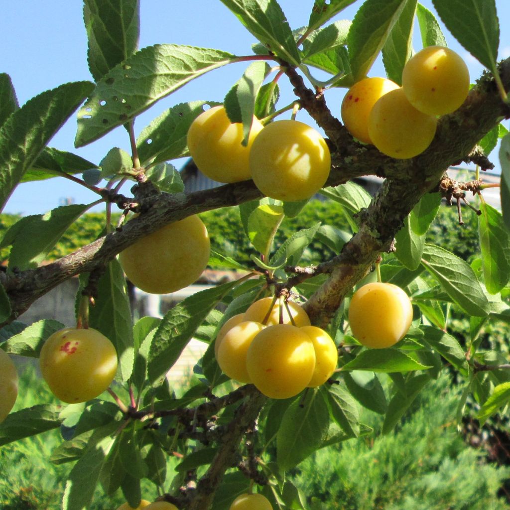 Mirabellenbaum Mirabelle de Metz Bio - Prunus