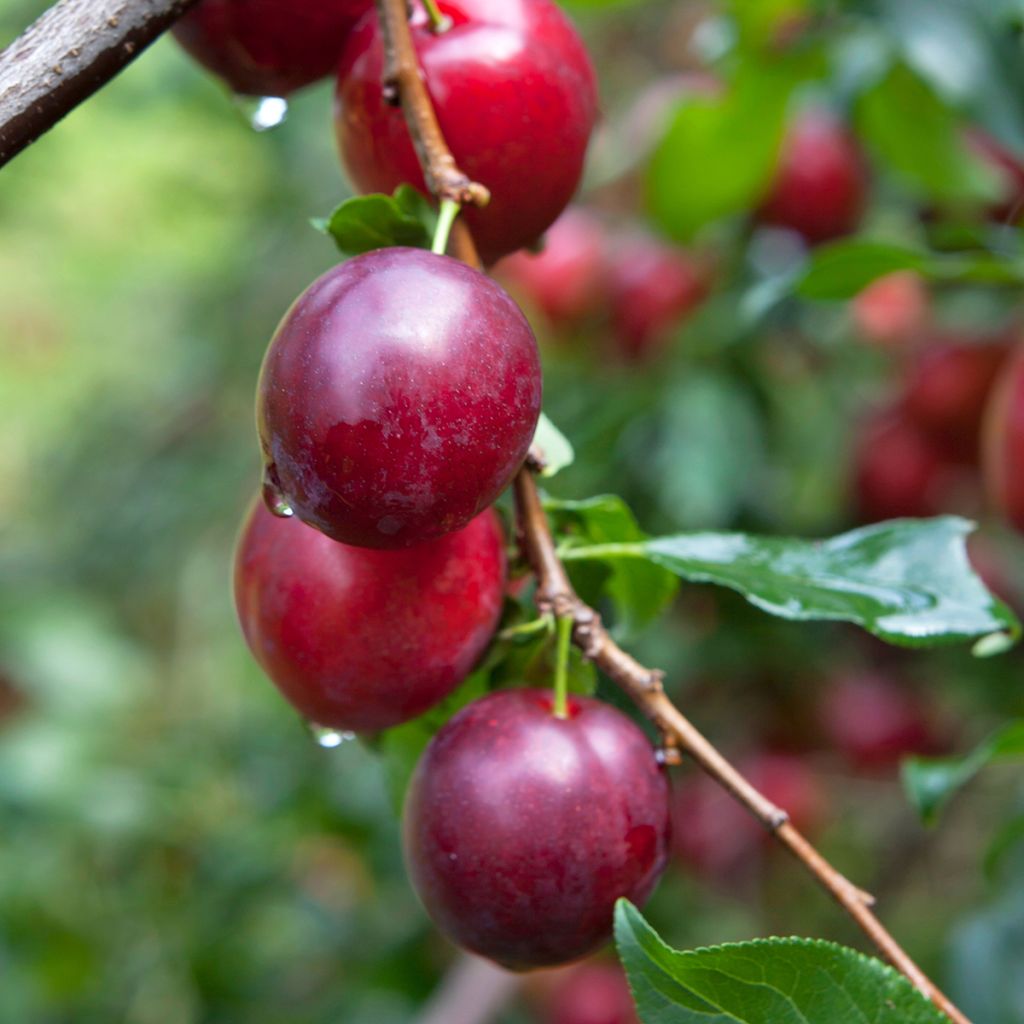 Pflaume Opal - Prunus domestic Bioa