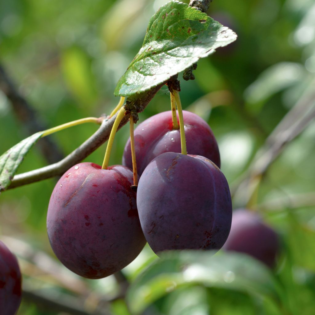 Pflaume Mr. Hâtif - Prunus domestica