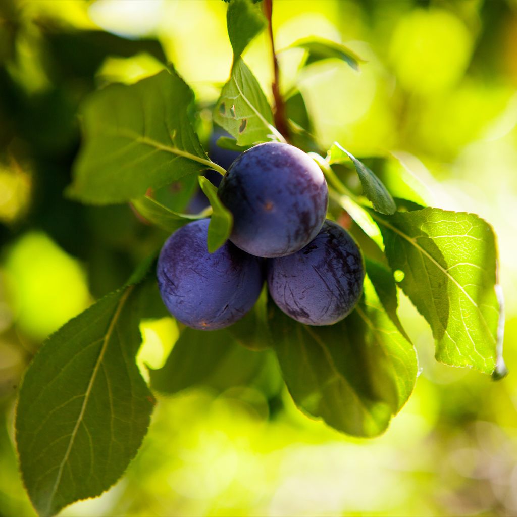 Pflaume Perdrigon - Prunus domestica