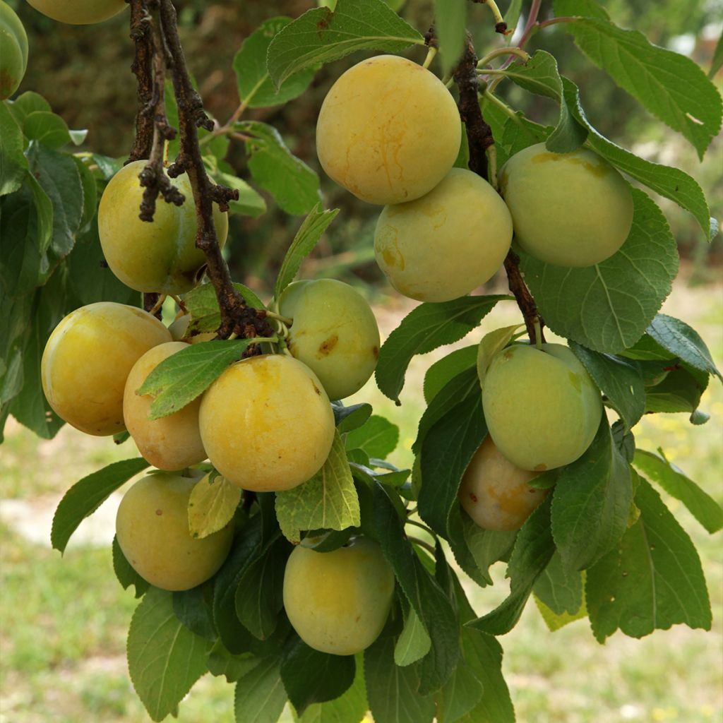 Pflaume Juillet Reneklode - Prunus x domestica