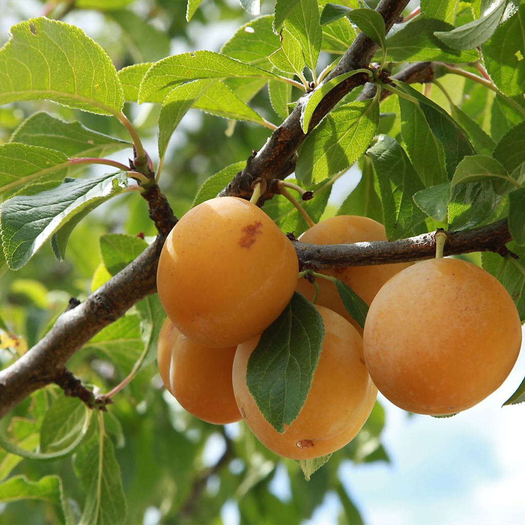 Pflaumenbaum Sainte Catherine - Prunus x domestica