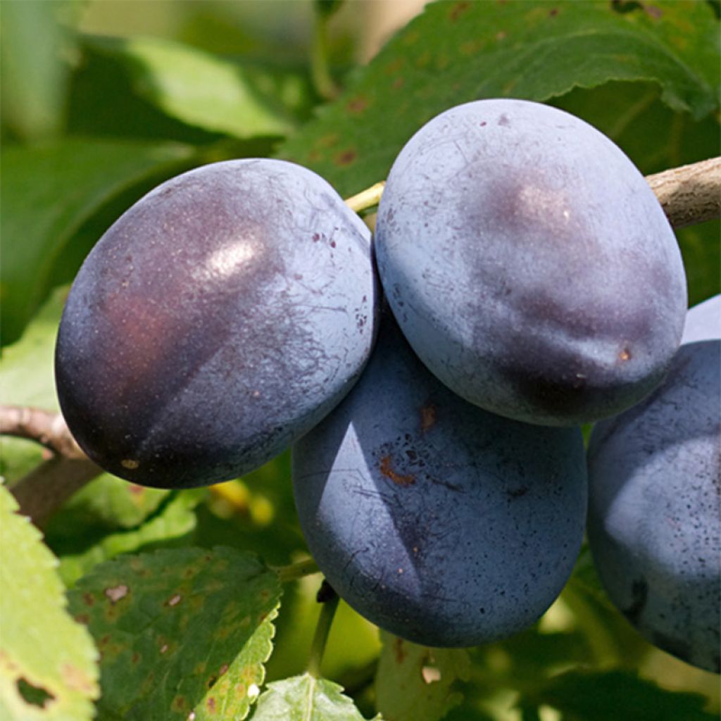 Zwetschge Stanley - Prunus domestica