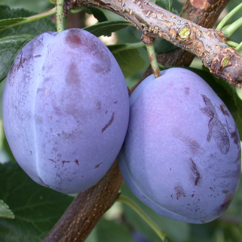 Zwetschge Quetsche d'Alsace Bio - Prunus domestica