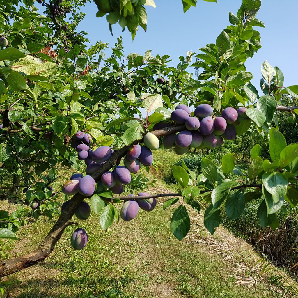 Pflaume Belle de Louvain - Prunus domestica