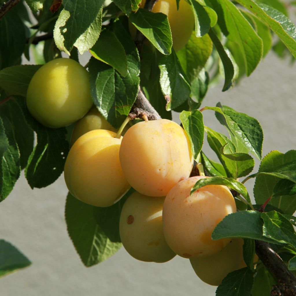 Pflaume Diaphane Reneklode Bio - Prunus domestica