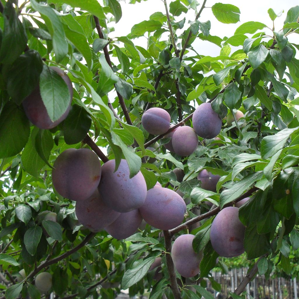 Pflaume Violette Reneklode - Prunus domestica