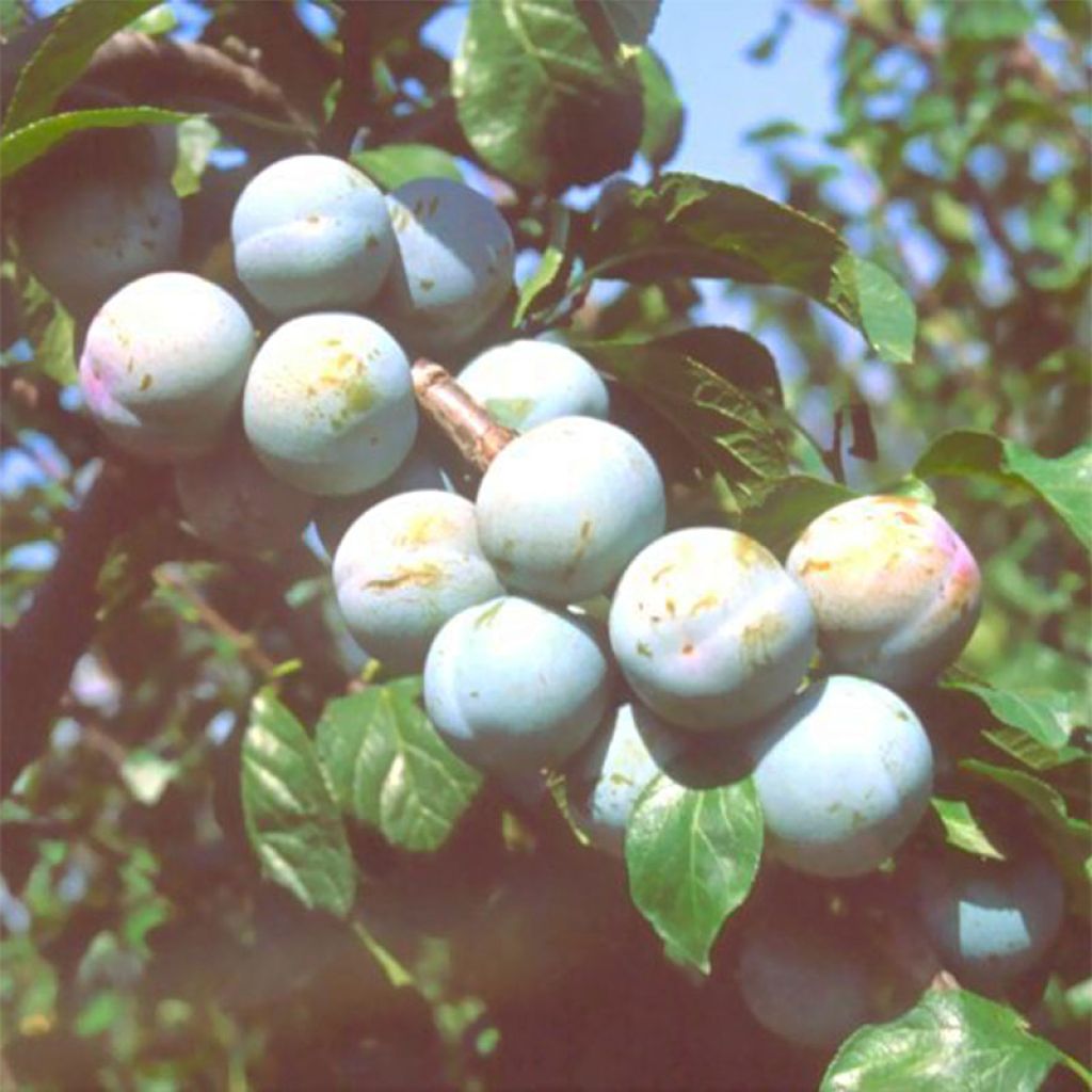 Pflaume Bavay Reneklode - Prunus domestica