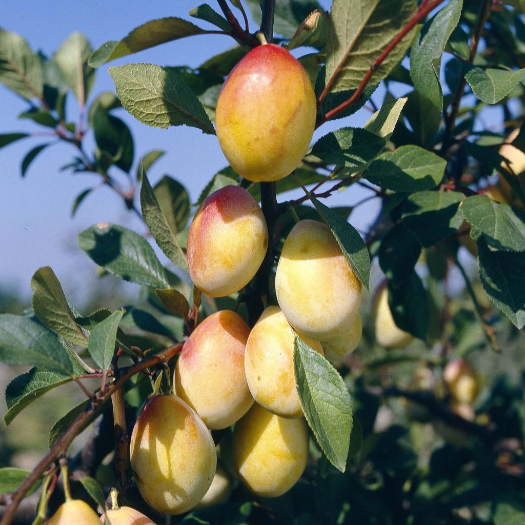 Pflaume Thames Cross - Prunus domestica